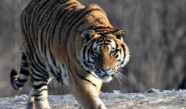 东北猛兽爆料视频播放,揭秘神秘生物真实面目